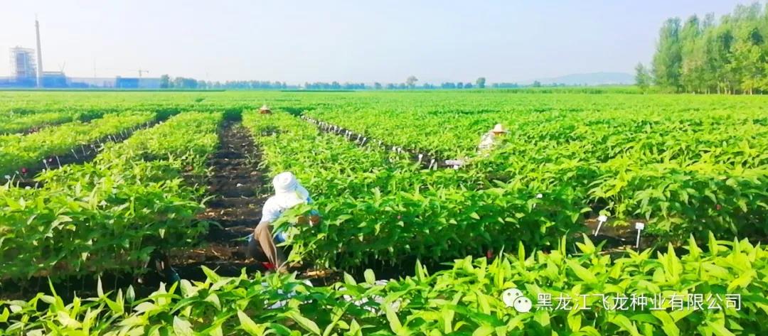 1640661059119679.jpg 15.jpg