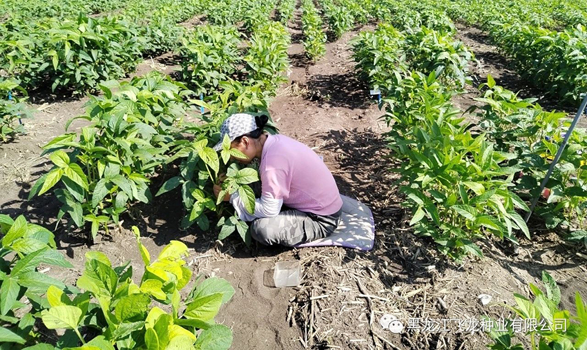 1689726531543706.jpg 3.jpg